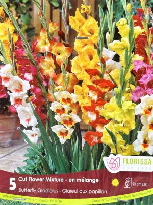 Gladiolus Cut Flower Mix Bulbs, Florissa