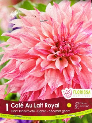 Dahlia Cafe Au Lait Royal Bulbs, Florissa