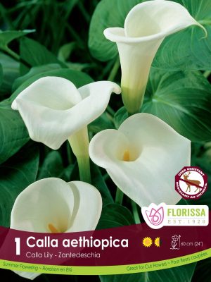 Lily Calla aethiopica Bulbs, Florissa