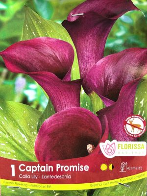 Lily Captain Promise Bulbs, Florissa