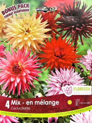 Dahlia Cactus Mix Bulbs, Florissa