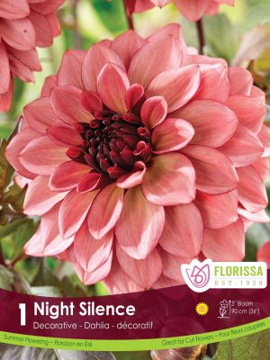 Dahlia Night Silence Bulbs, Florissa