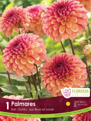 Dahlia Palmares Bulbs, Florissa