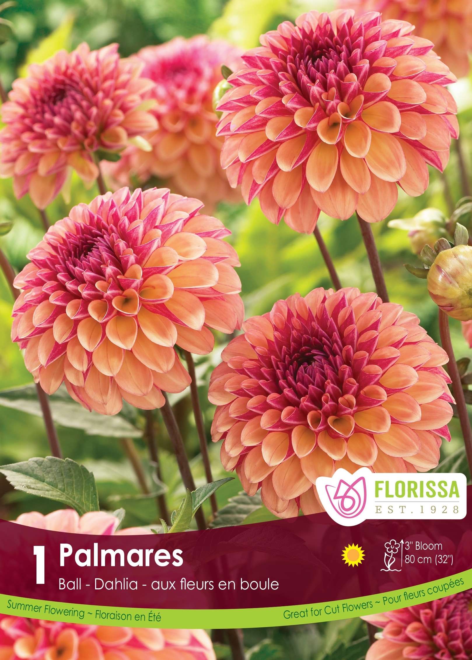 Dahlia Palmares Bulbs, Florissa