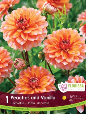 Dahlia Peaches and Vanilla Bulbs, Florissa