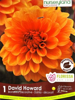 Dahlia David Howard Bulbs, Florissa