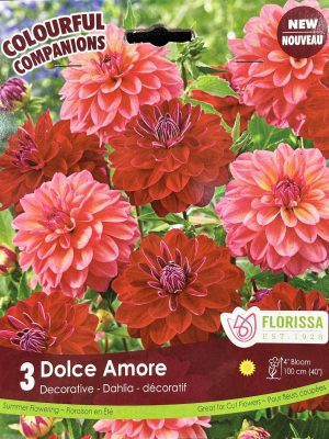 Dahlia Dolce Amore Bulbs, Florissa