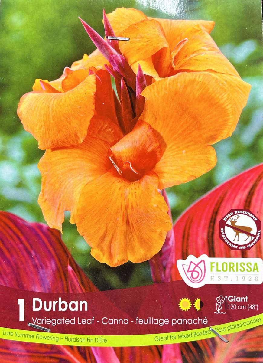 Lily Durban Bulbs, Florissa