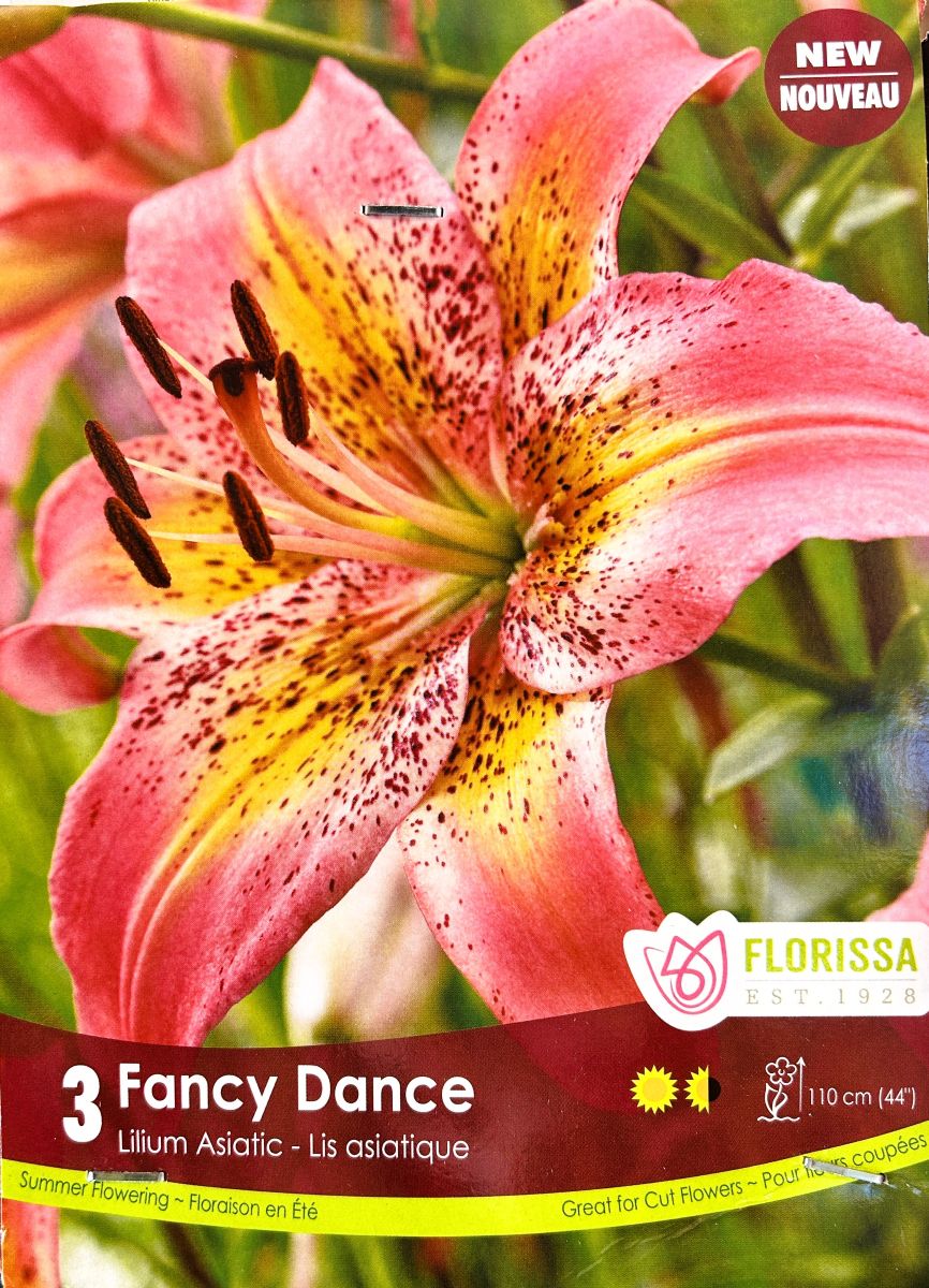 Lily Fancy Dance Bulbs, Florissa