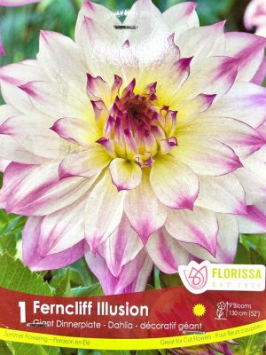 Dahlia Ferncliff Illusion Bulbs, Florissa