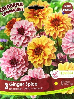 Dahlia Ginger Spice Bulbs, Florissa