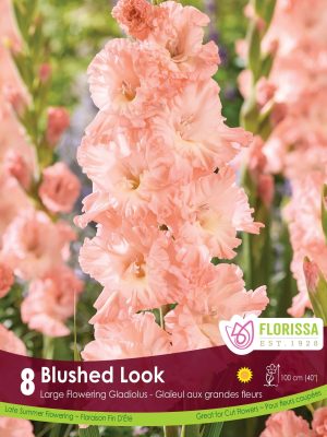 Gladiolus Blushed Look Bulbs, Florissa