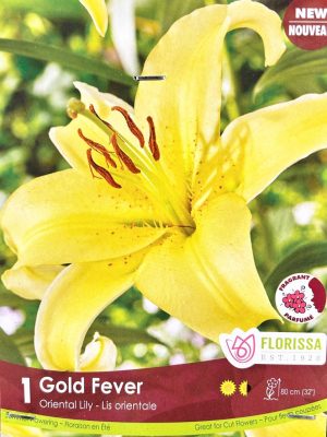 Lily Gold Fever Bulbs, Florissa