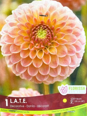Dahlia L.A.T.E. Bulbs, Florissa