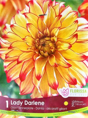 Dahlia Lady Darlene Bulbs, Florissa