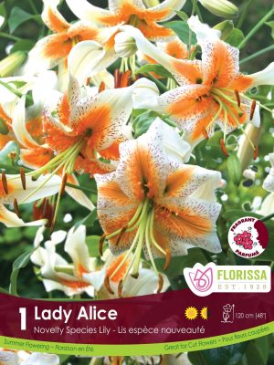 Lily Lady Alice Bulbs, Florissa