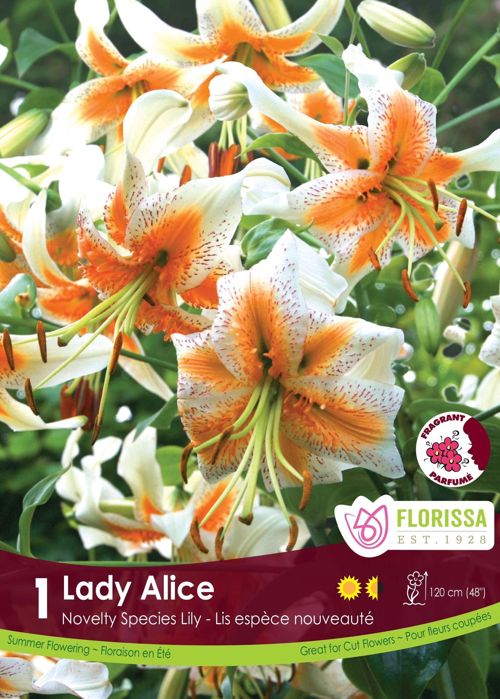 lilyです₊⁎⁺˳✧༚ Lily Lady Alice Bulbs, Florissa - Kool Breeze Farms