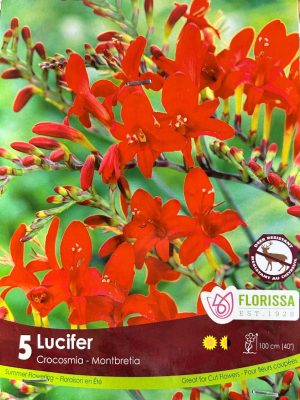 Crocus Lucifer Bulbs, Florissa