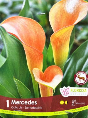 Lily Mercedes Bulbs, Florissa