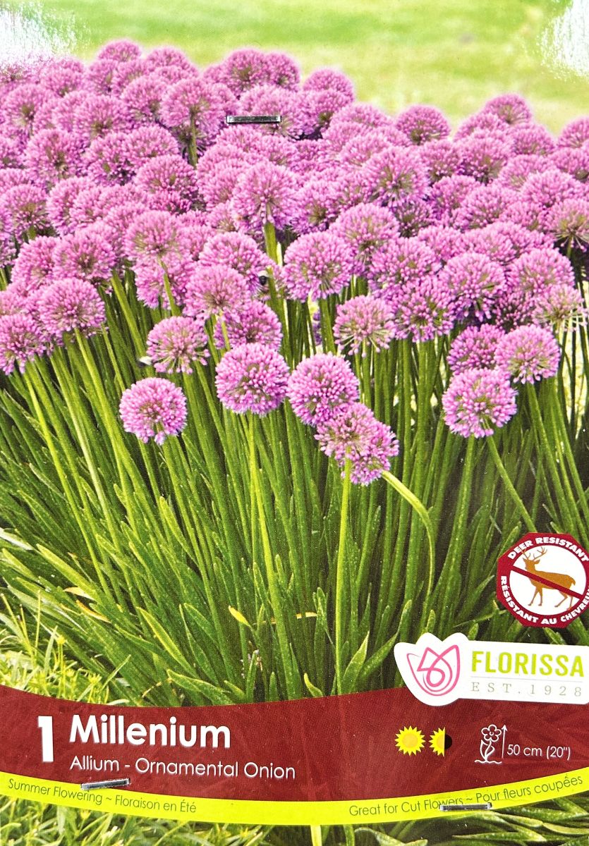 Allium Millenium Bulbs, Florissa
