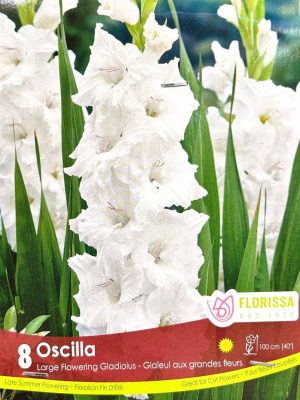 Gladiolus Oscilla Bulbs, Florissa