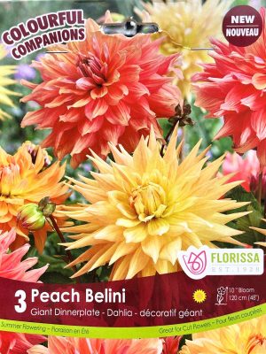 Dahlia Peach Belini Bulbs, Florissa