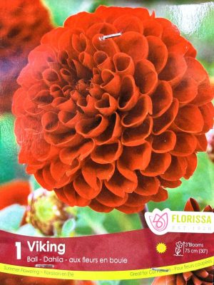 Dahlia Viking Bulbs, Florissa