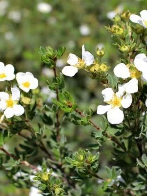 Abbotswood Cinquefoil