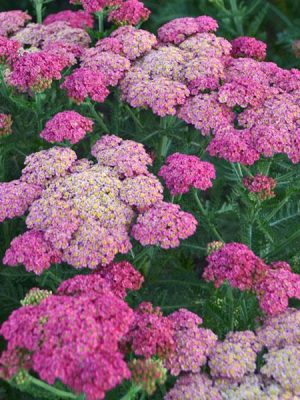 Yarrow Sassy Summer Taffy (Achillea)