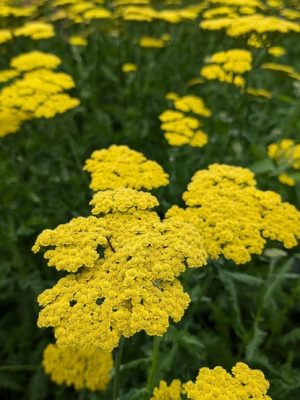 Moonshine Yarrow
