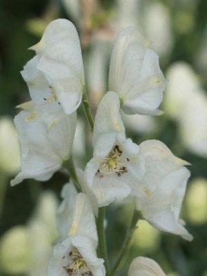 Monkshood, White