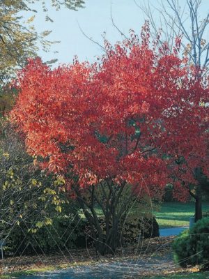 Maple Amur