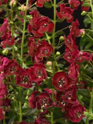 Angelonia 'Archangel Ruby Sangria'