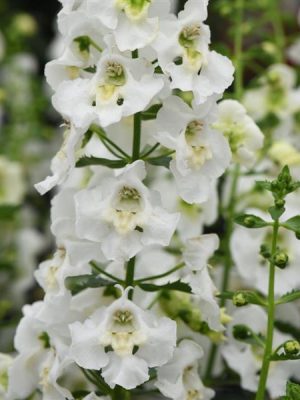Angelonia 'Archangel White'