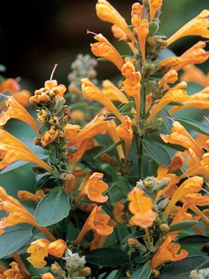 Agastache Arizona Sandstone
