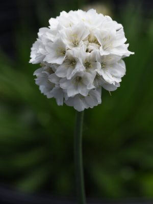 Armeria Dreameria 'Dream Clouds'