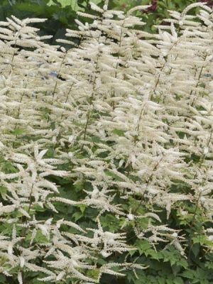Goat's Beard 'Misty Lace' (Aruncus)