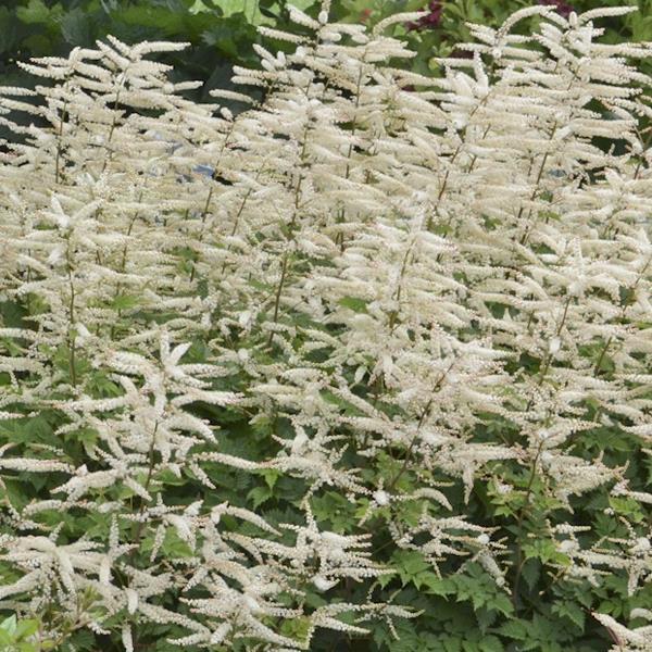 Goat's Beard 'Misty Lace' (Aruncus)