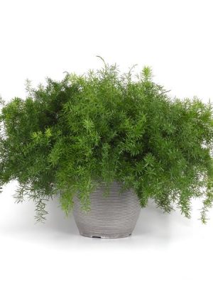 Asparagus 'FuzzyFern Frizz'