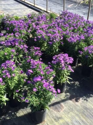 Purple Dome New England Aster
