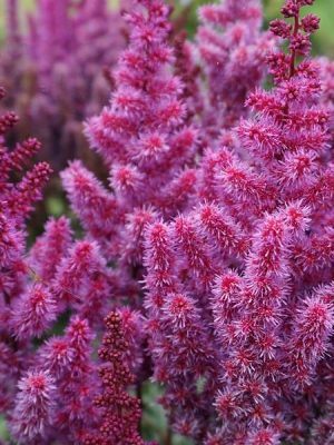 Astilbe Chinensis Purple Rain