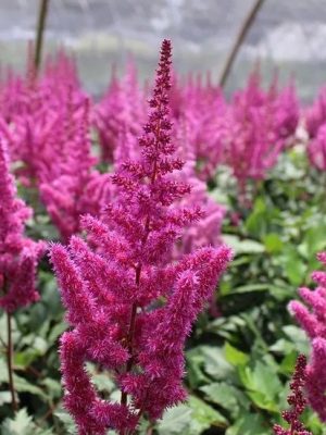 Vision in Red False Spirea