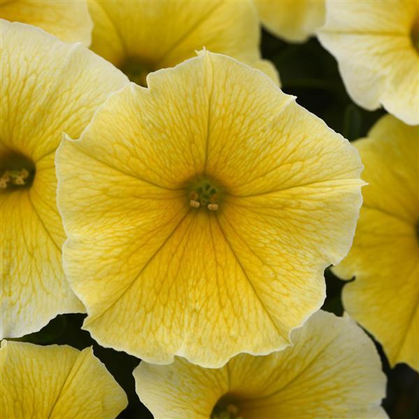 Petunia 'Bee's Knees'