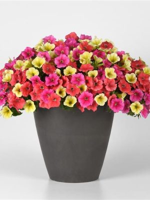 3 in 1 Plant Mixmasters 'Before You Know It'