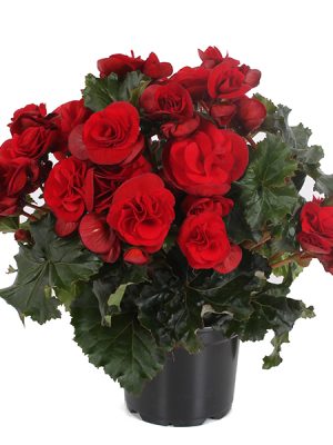 Begonia 'Solenia Velvet Red'