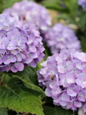 BloomStruck Bigleaf Hydrangea