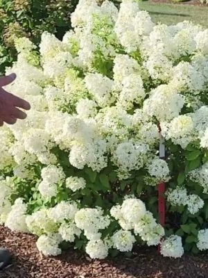 Bobo Hydrangea