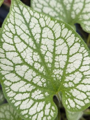 Brunnera - Jack Frost Siberian Bugloss