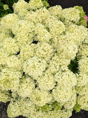 Bubble Bath Hydrangea