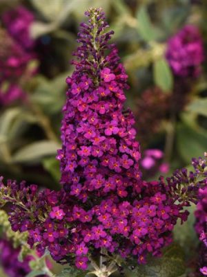 Butterfly Bush 'Chrysalis Cranberry' (Buddleia)